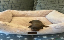 Dachshund dogs for sale: Beautiful Dachshund  - Image 13
