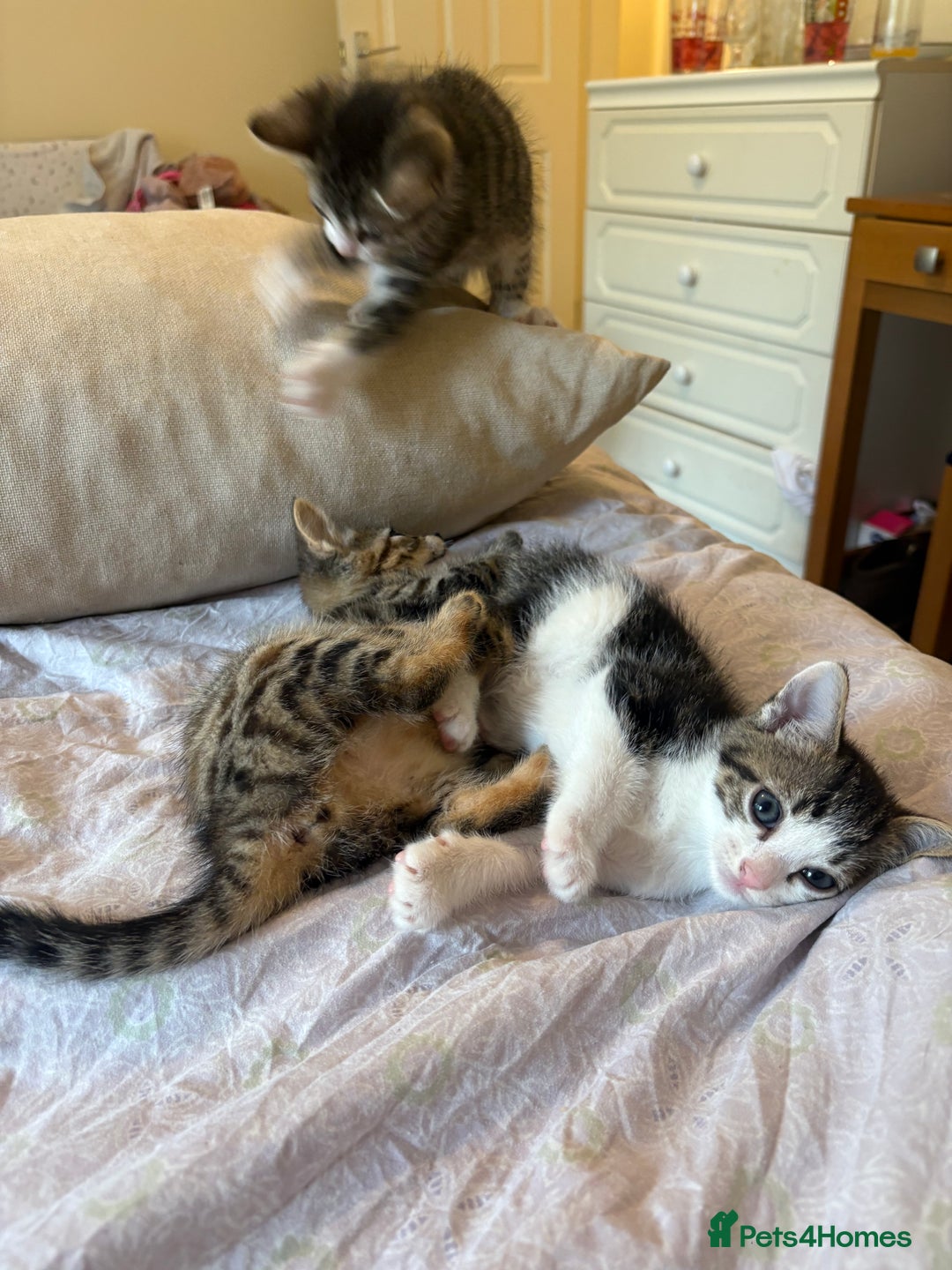 British Shorthair cats for sale: kittens  - Image 7
