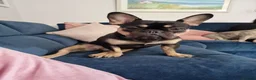 French Bulldog dogs for sale: French Bulldog - Lilac/Tan Male - Advert 5