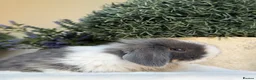 Mini Lop rabbits for sale: Ready now 2 stunning Minilop babies  in Nuneaton - Advert 10