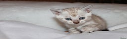 Bengal cats for sale: Pedigree TICA Bengal Kittens - Ready 07/01/26 - Advert 24