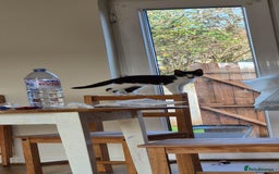 British Shorthair cats for sale: Simba Looking for a New Home - Image 1