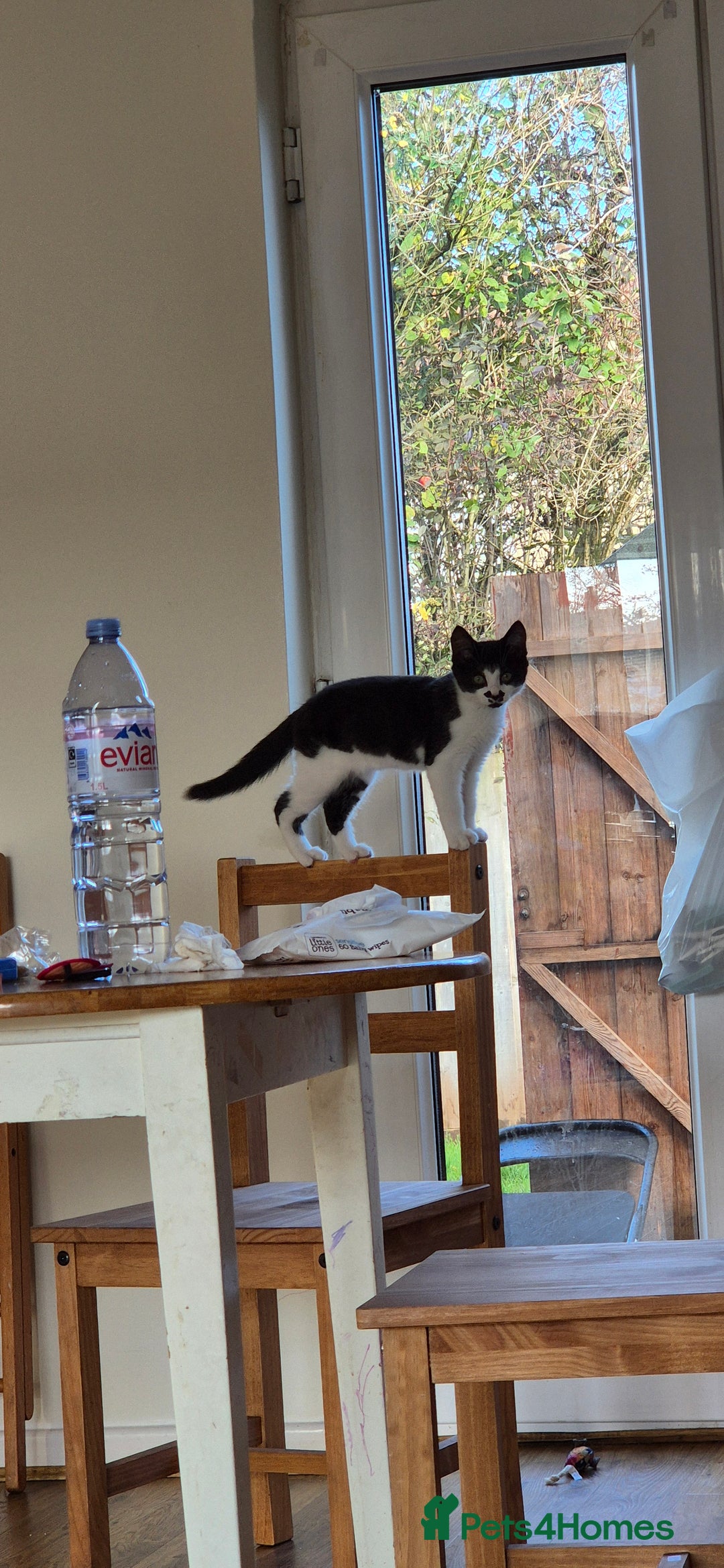 British Shorthair cats for sale: Simba Looking for a New Home - Image 1