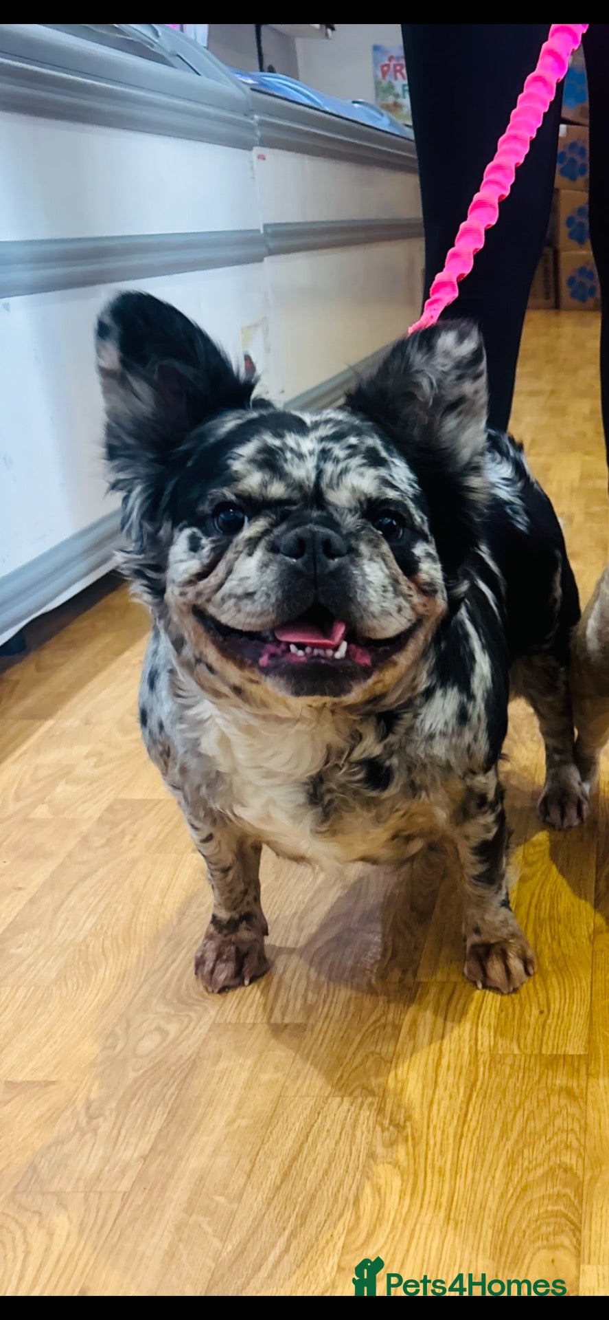French Bulldog dogs Fluffy French bulldogs looking for their forever  - Advert 12