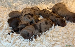Cockapoo dogs for sale: Choc Merle F1 Cockapoo are back  - Image 1