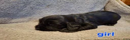 Cocker Spaniel dogs for sale: Cocker spaniels ready to reserve - Advert 8