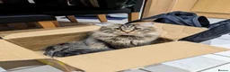 Maine Coon cats for sale: Maincoon cross 4 years - Lewi in Woking - Advert 3