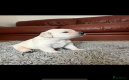 Labrador Retriever dogs for sale: Exceptional quality  - Image 12