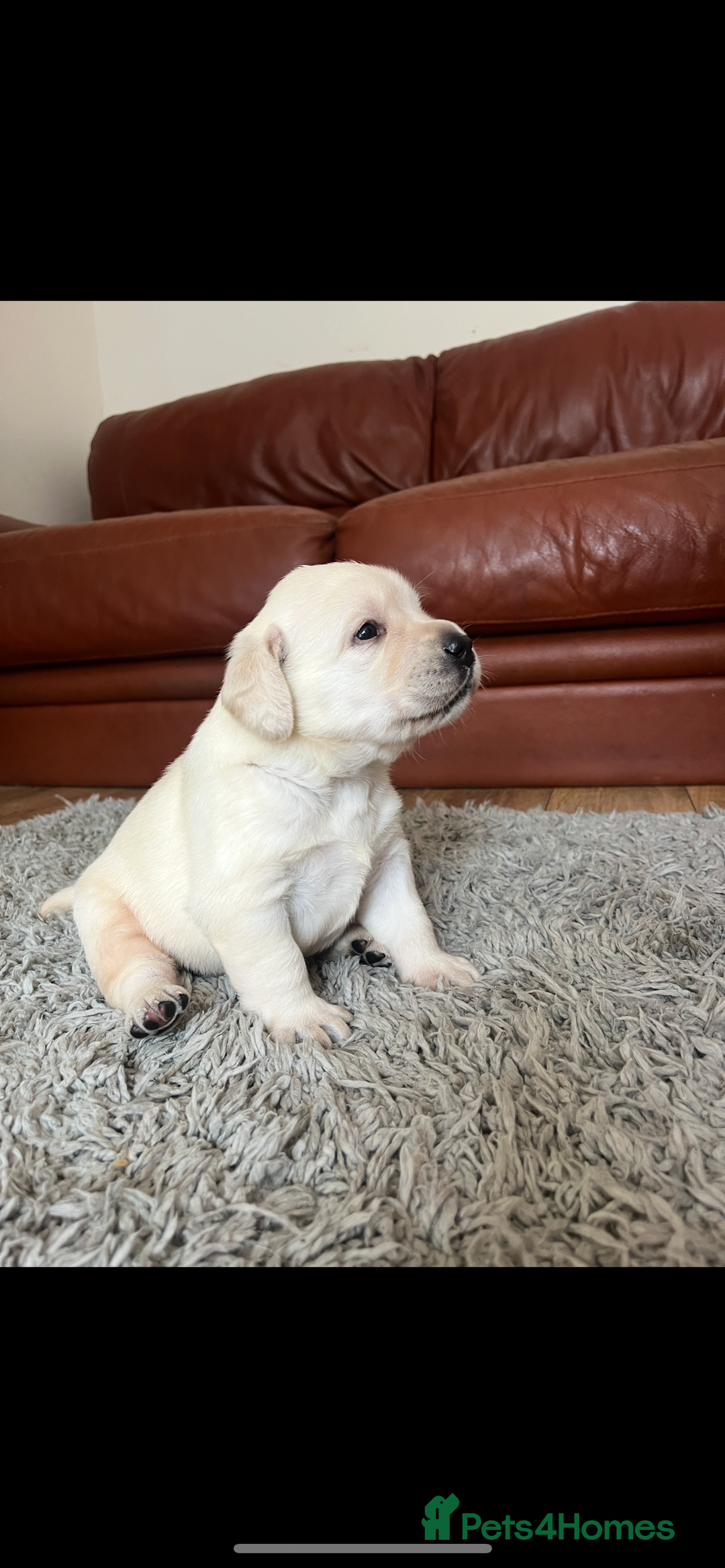 Labrador Retriever dogs for sale: Exceptional quality  - Image 12