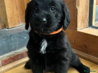 Labradoodle dogs Outstanding Pedigree F1 Labradoodle DNA Clear - Advert 5