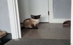 Siamese cats for sale: Co co for a rehome asap  - Image 1