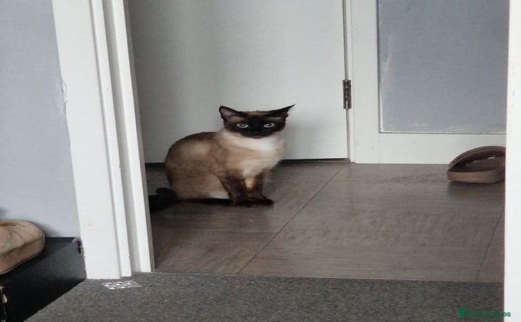 Siamese cats - Advert 1