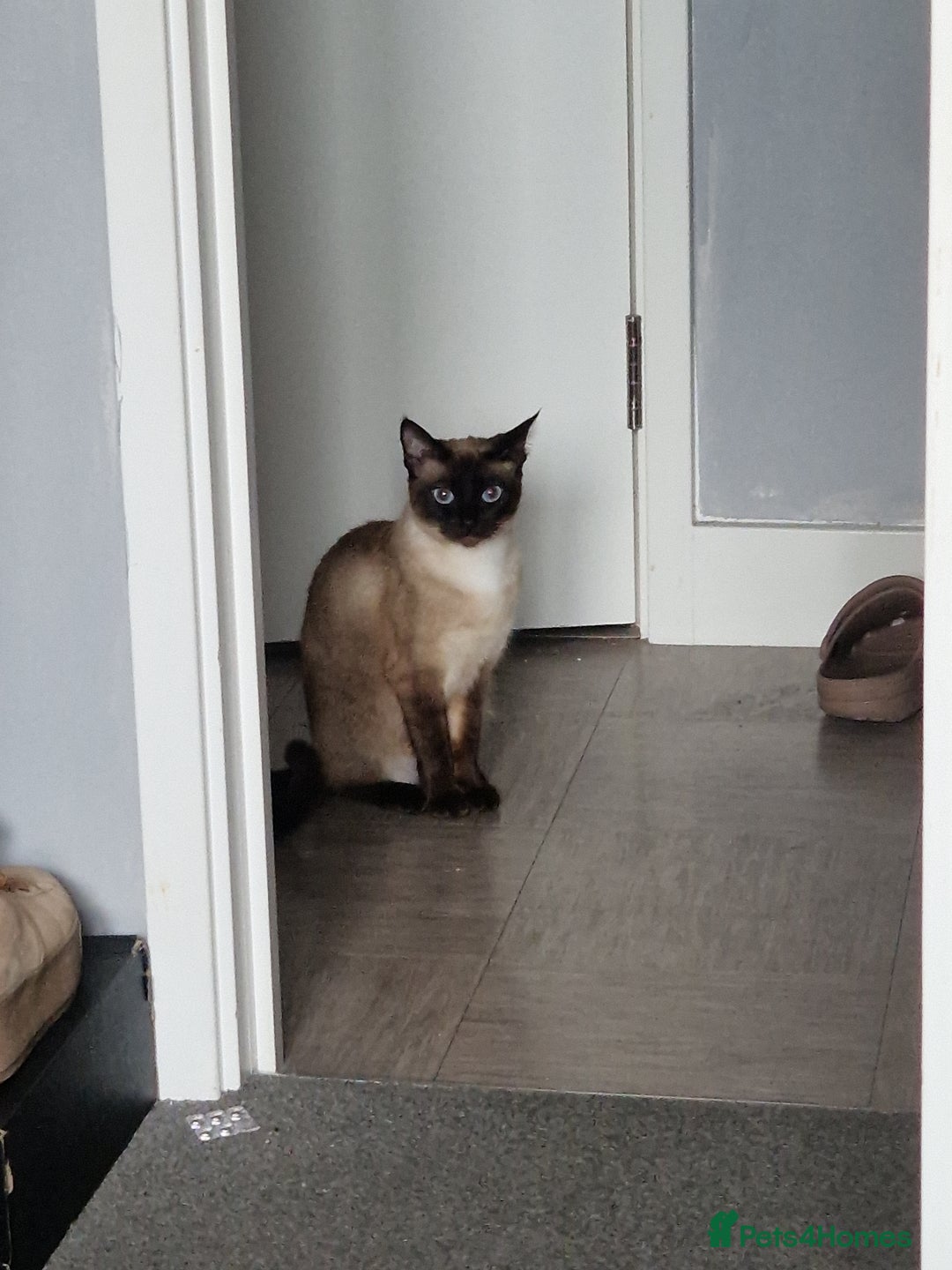 Siamese cats for sale: Co co for a rehome asap  - Image 1
