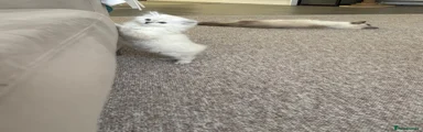 Ragdoll 5