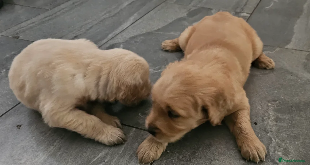 Golden Retriever dogs for stud: Gorgeous KC registered Golden Retriever stud dog  in Chesterfield - Advert 15