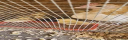 Chickens poultry for sale: 🐓 Serama Bantam Chickens & Roosters 🐓 - Advert 9
