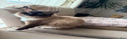 Ragdoll cats for sale: Ragdoll girl READY NOW in Newcastle upon Tyne - Advert 6