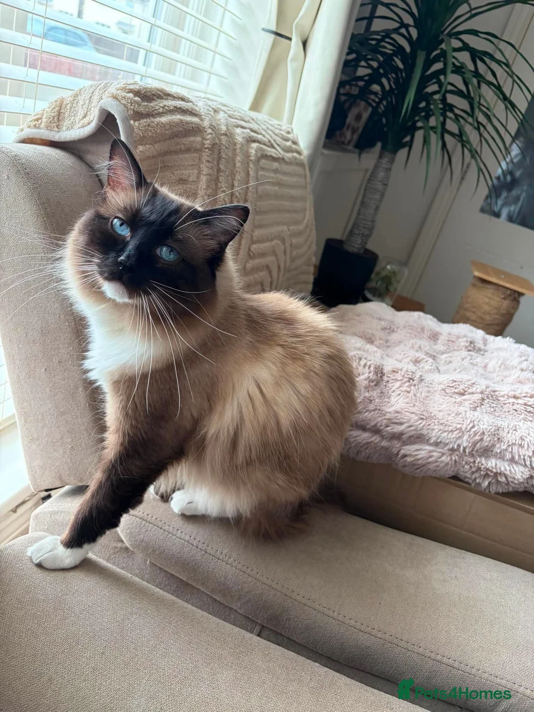 Ragdoll cats for sale: Ragdoll girl READY NOW in Newcastle upon Tyne - Advert 6