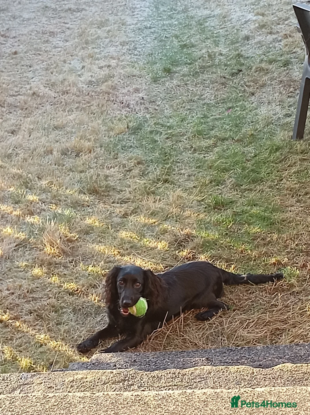 Cocker Spaniel dogs for sale: Cocker spaniel pup  - Advert 3