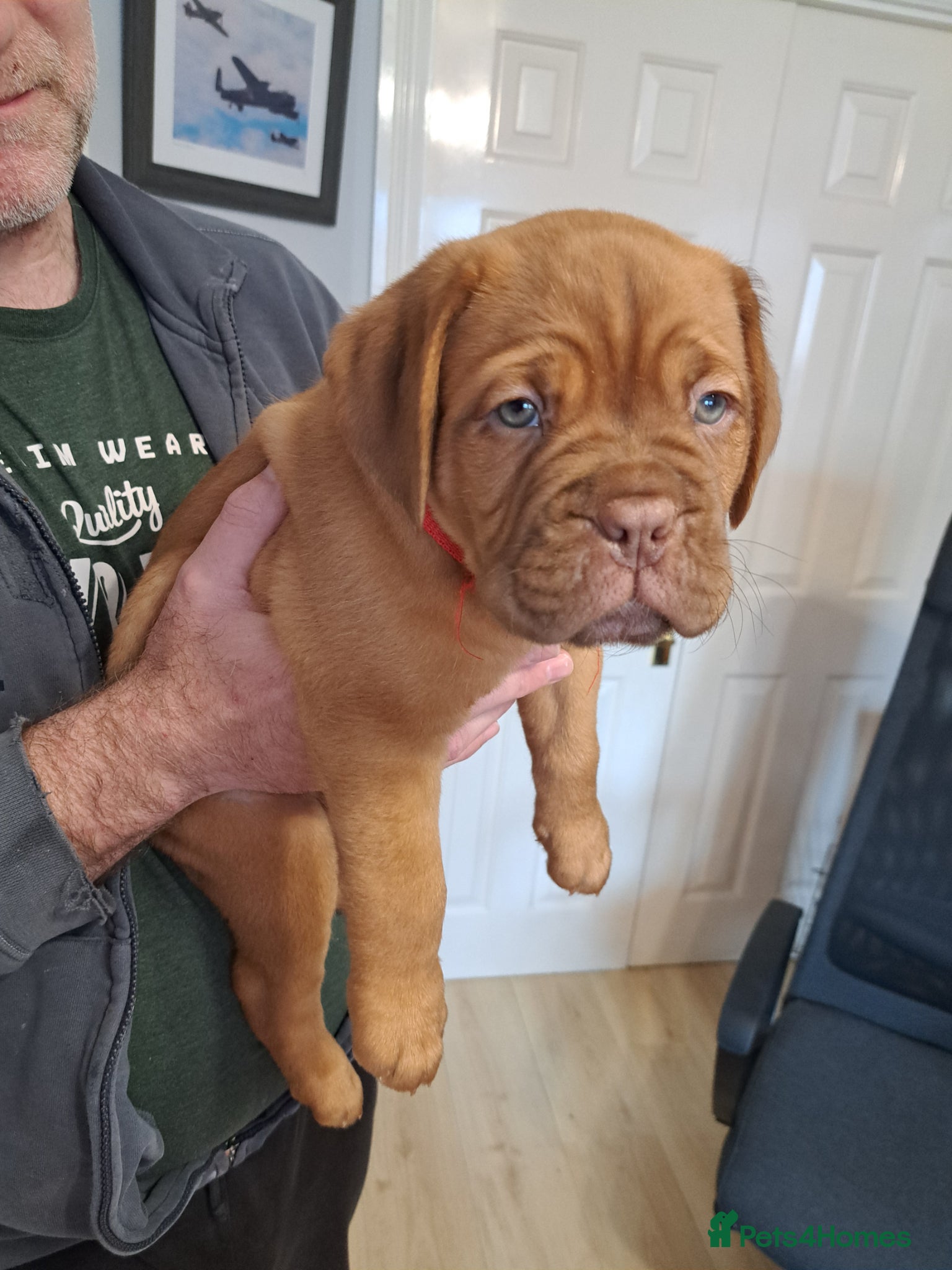 Dogue De Bordeaux dogs **ONLY 1 LEFT** - DDB Puppy for Sale - Advert 9