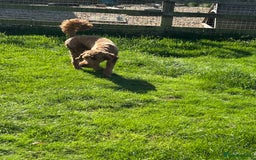 Goldendoodle dogs for sale: 11-month-old male Goldendoodle - Image 7