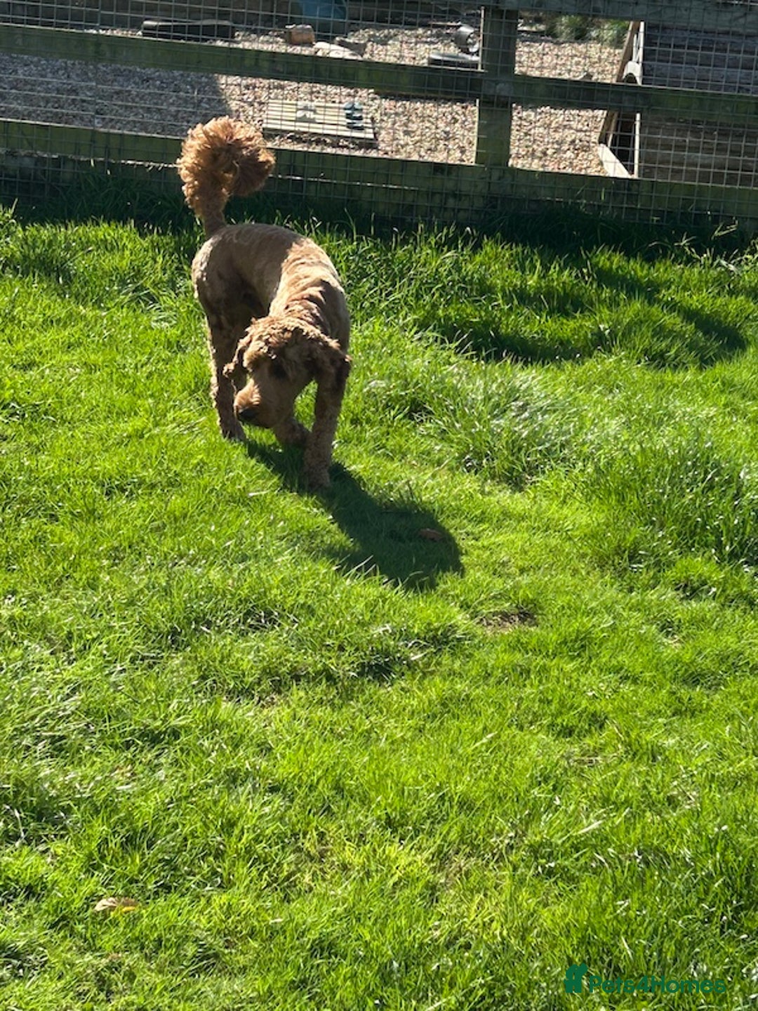 Goldendoodle dogs for sale: 11-month-old male Goldendoodle - Image 7