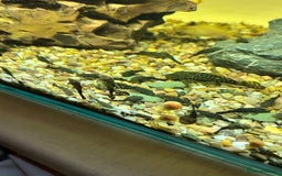 Plecos fish for sale: Juvenile Bristlenose Plecos  - Image 3
