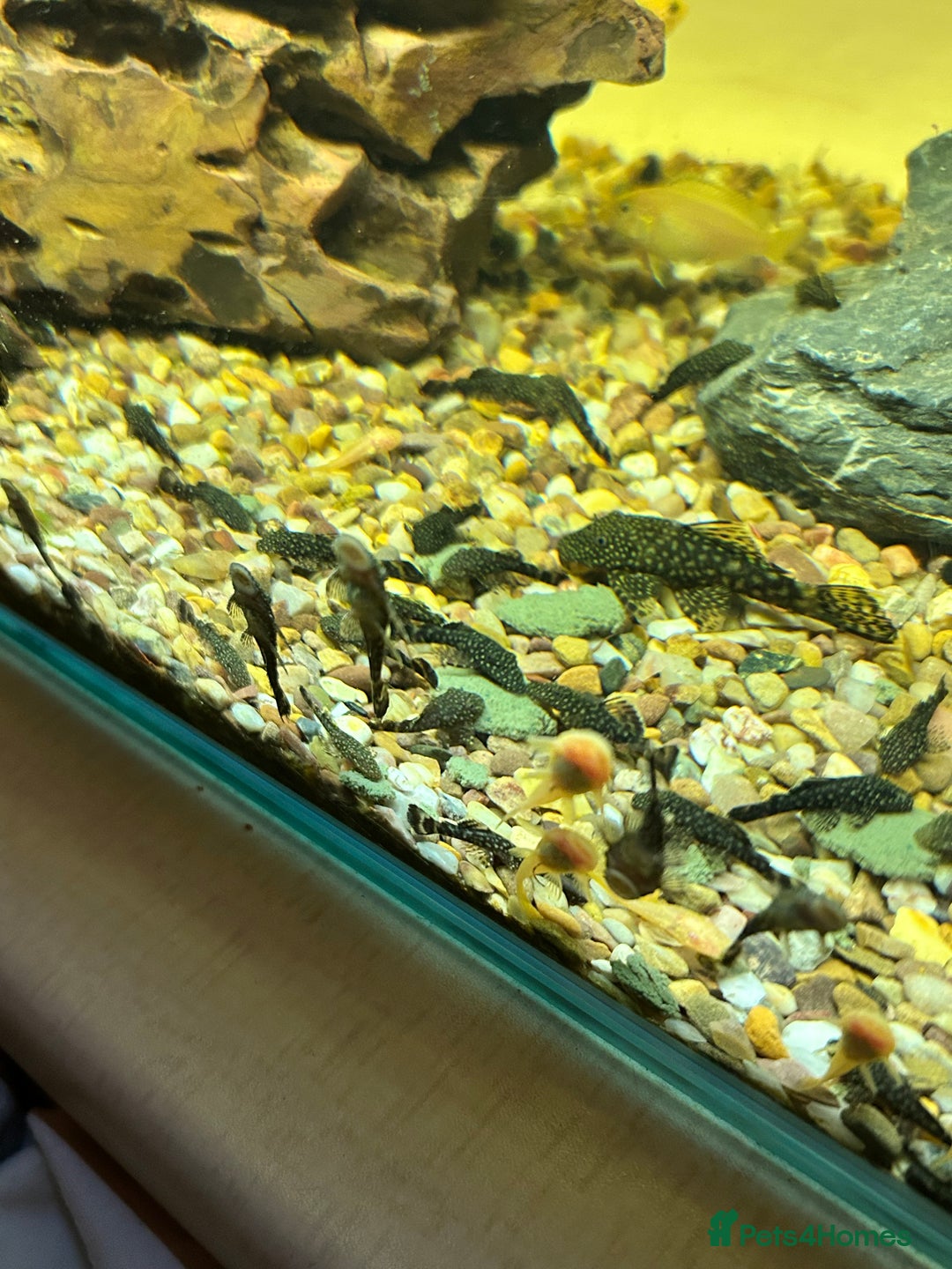 Plecos fish for sale: Juvenile Bristlenose Plecos  - Image 3