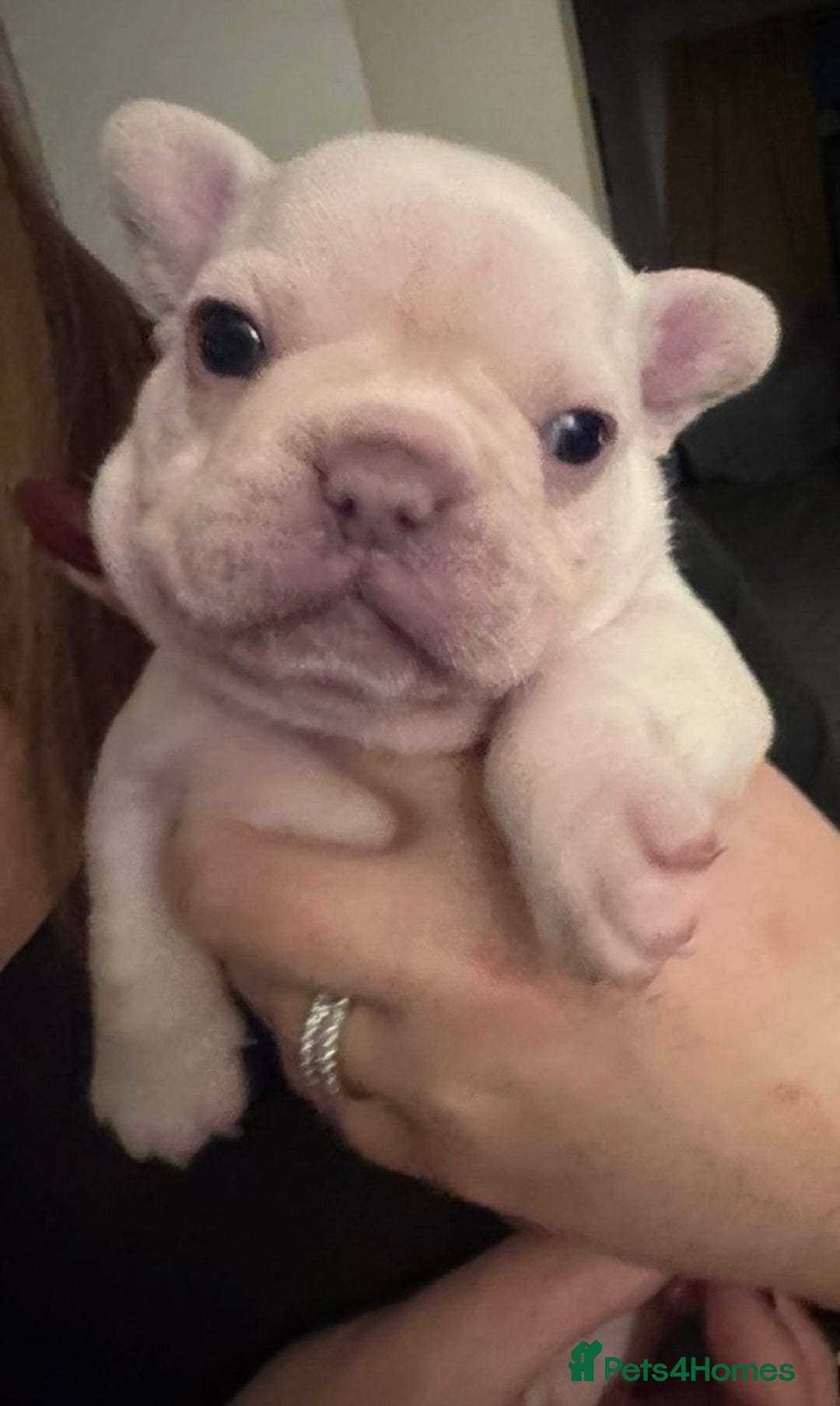 French Bulldog dogs for sale: Litter of 4 beautiful pups 🐶  - Advert 4