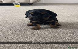 Cockapoo dogs for sale: Beautiful tri cockerpoos  - Image 11