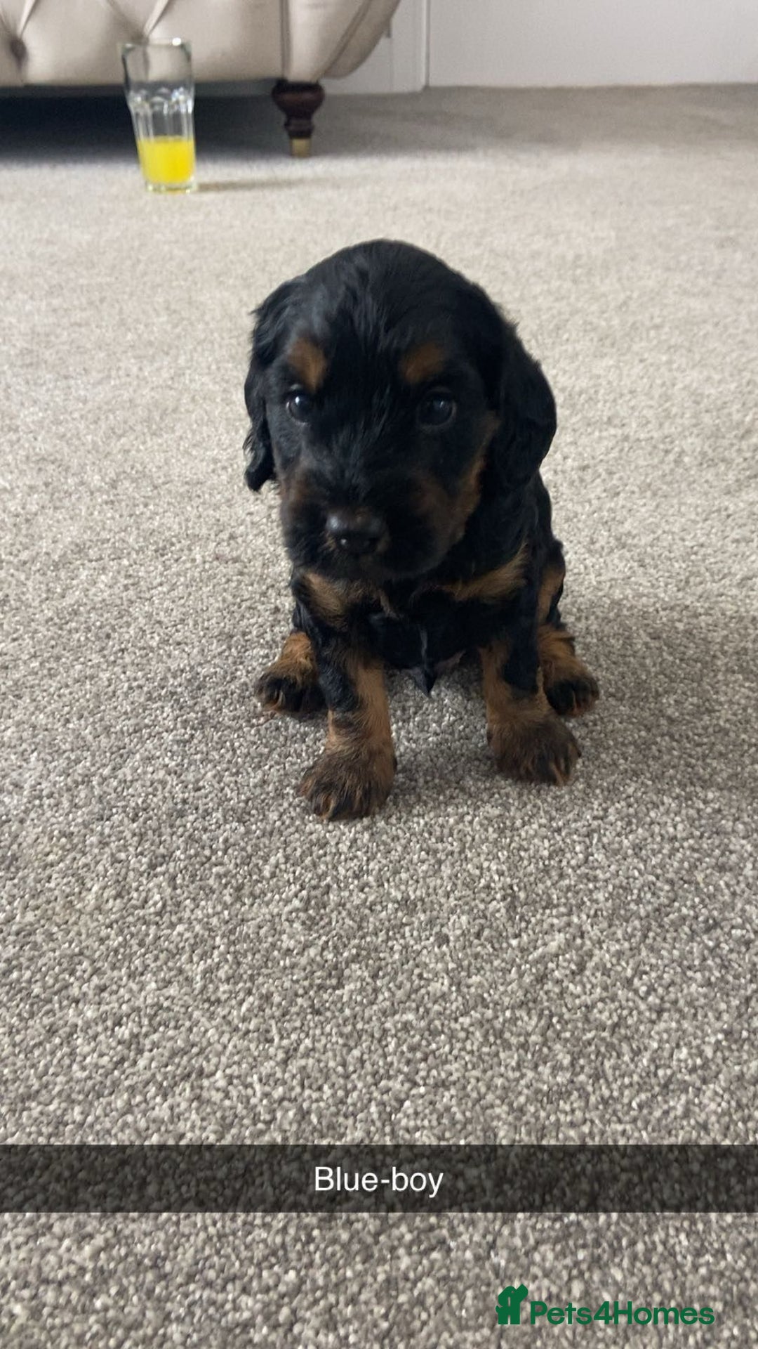 Cockapoo dogs for sale: Beautiful tri cockerpoos  - Image 11