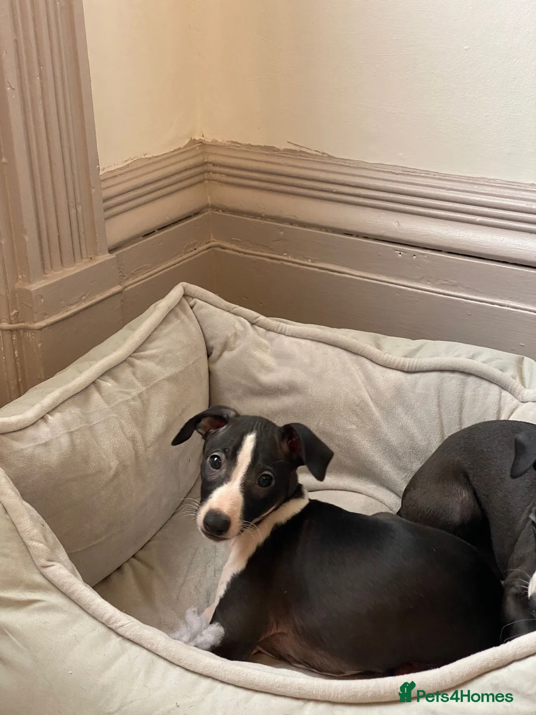 Italian Greyhound dogs for sale: 2 beautiful boy Iggys looking for their new home - Advert 24