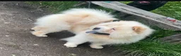 Chow Chow dogs for stud: Pablo: The Fluffy Gentleman Chow Chow in Sheffield - Advert 1