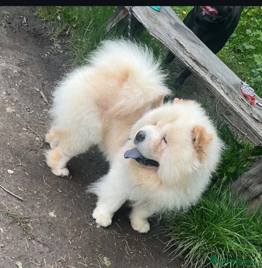 Chow Chow dogs for stud: Pablo: The Fluffy Gentleman Chow Chow in Sheffield - Advert 1
