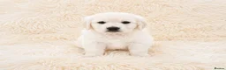 Golden Retriever dogs for sale: Newmiller Retrievers - One Boy Avaliable  - Advert 23