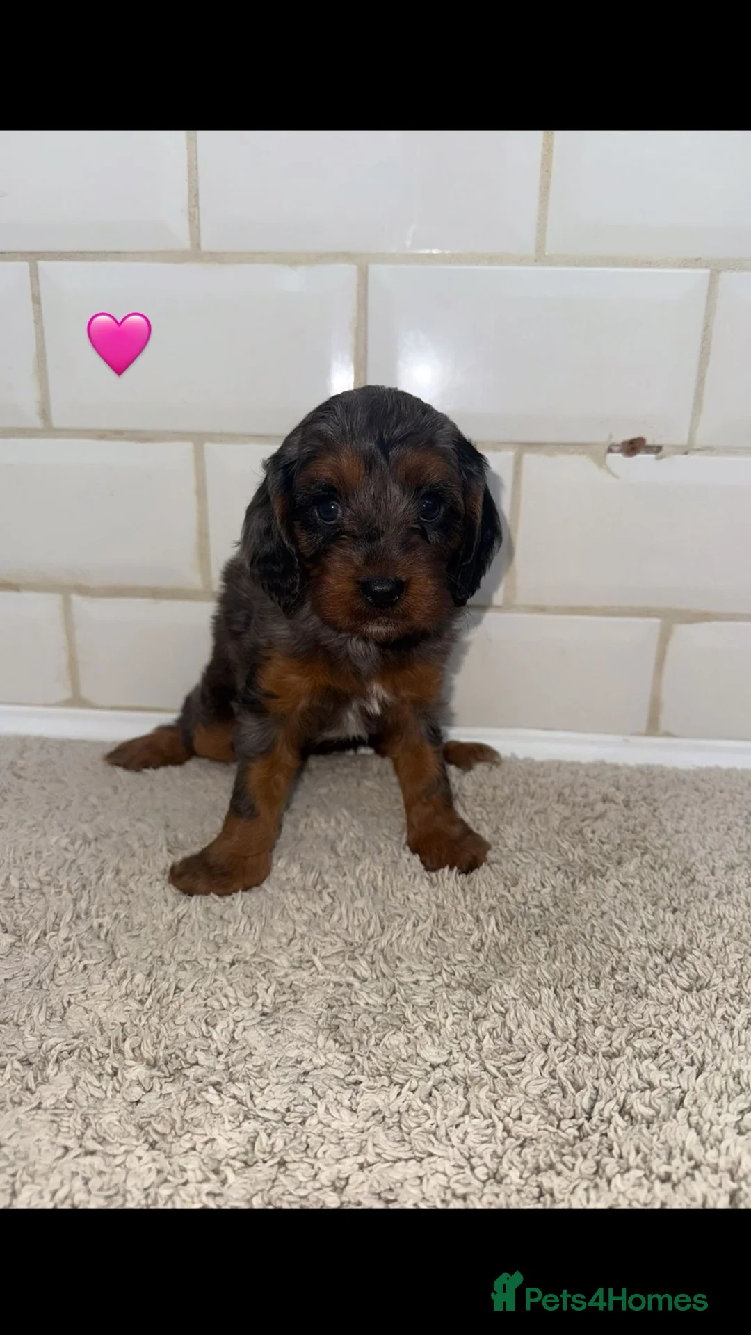 Cavapoo dogs for sale: Unusual colours merle cavapoos   - Advert 3