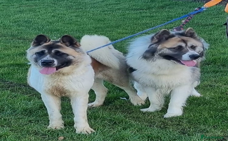 Akita dogs in Sunderland - Advert 1