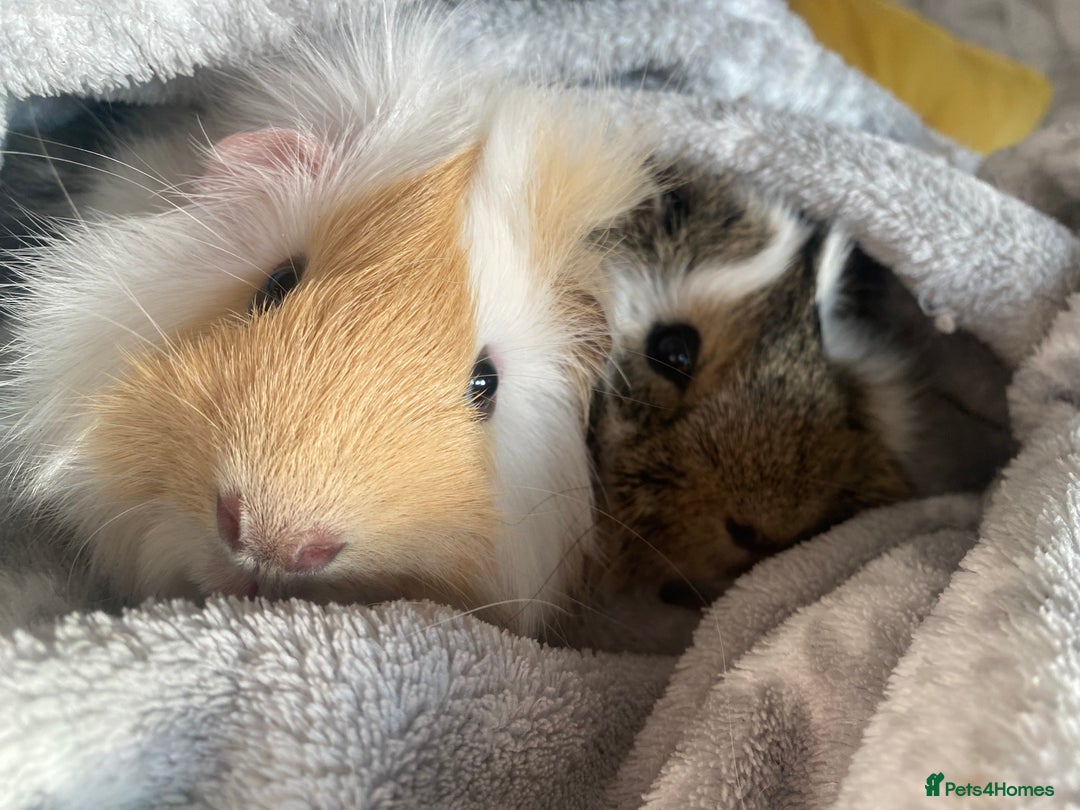 Guinea Pig rodents for sale: Two lovely boars with complete set up - Image 8