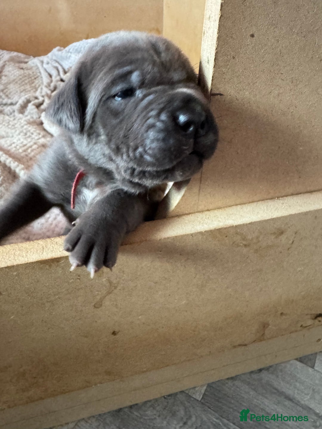 Cane Corso dogs for sale: Beautiful Cane Corso puppies  - Image 3
