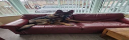 German Shepherd dogs for sale: Tej boy in Coventry - Advert 5