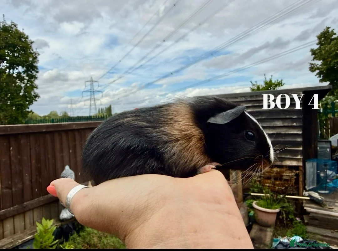Guinea Pig rodents for sale: Baby Guinea Pigs - Advert 9
