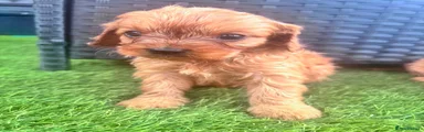 Cavapoo 2