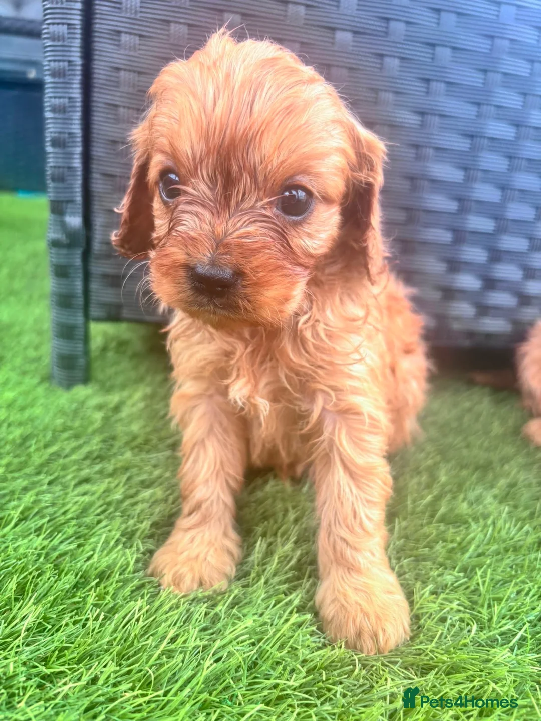 Cavapoo dogs for sale: Red Cavapoo puppies - Advert 8