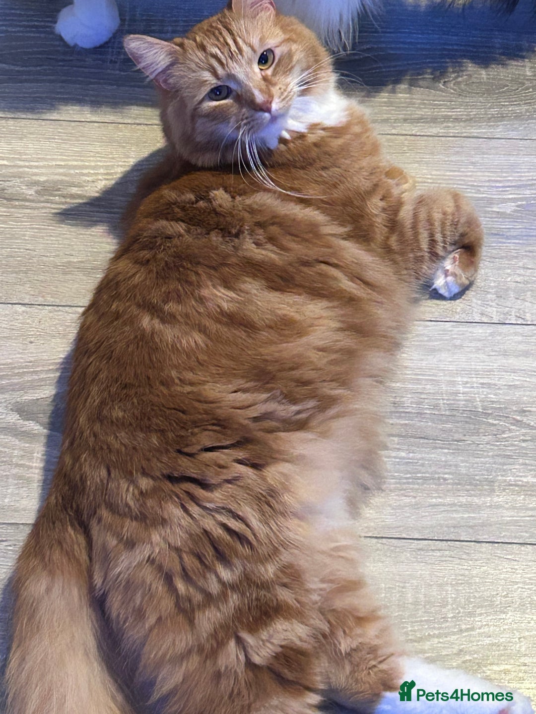 Mixed Breed cats for sale: Beautiful boy looking for a loving forever home - Advert 1