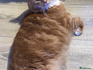 Mixed Breed cats Beautiful boy looking for a loving forever home - Advert 5