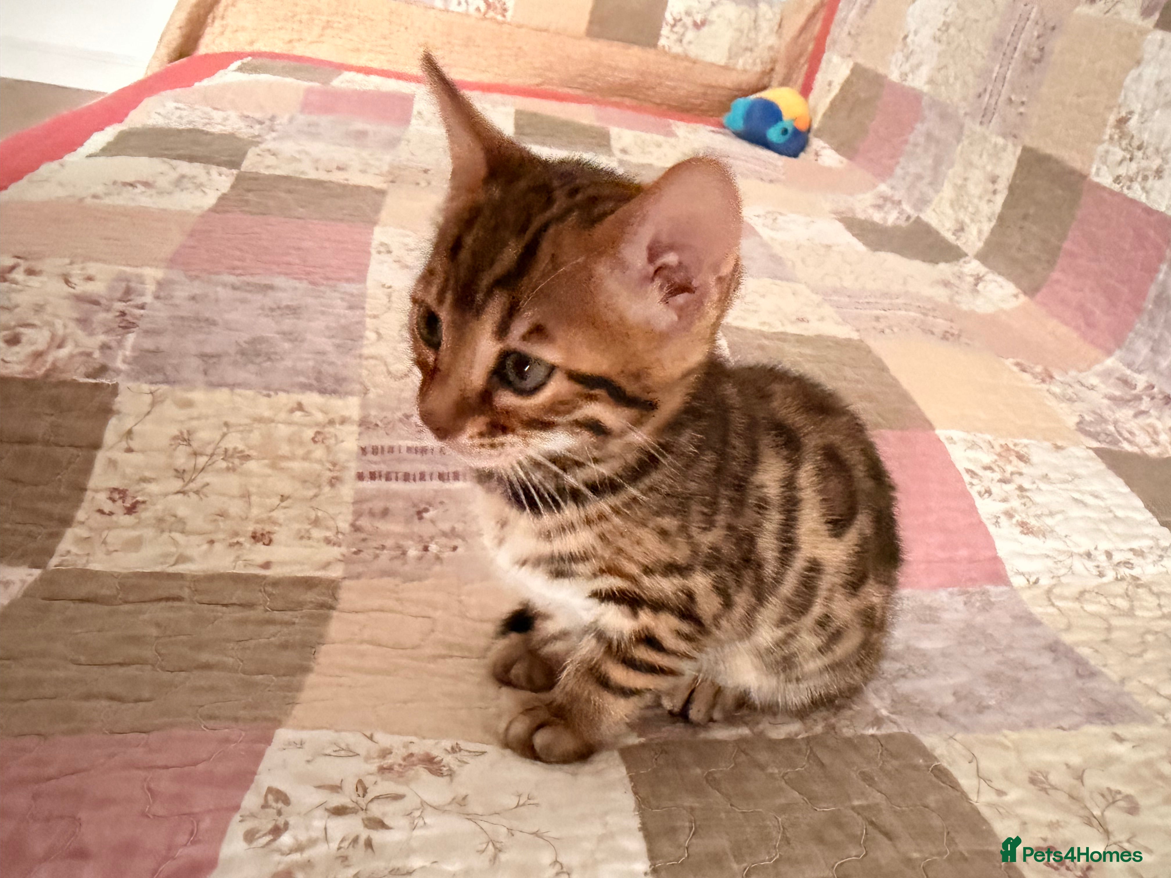 Bengal cats Adorable kittens for sale - Advert 2
