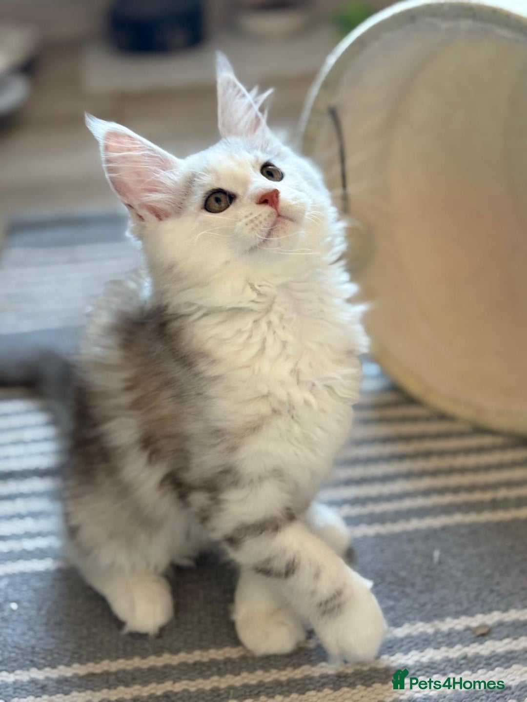 Maine Coon cats for sale: XL Maine Coon Kittens for Sale – TICA Reg - Advert 11