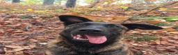 Mixed Breed dogs for sale: Belgian Malinoi Puppy  - Advert 3