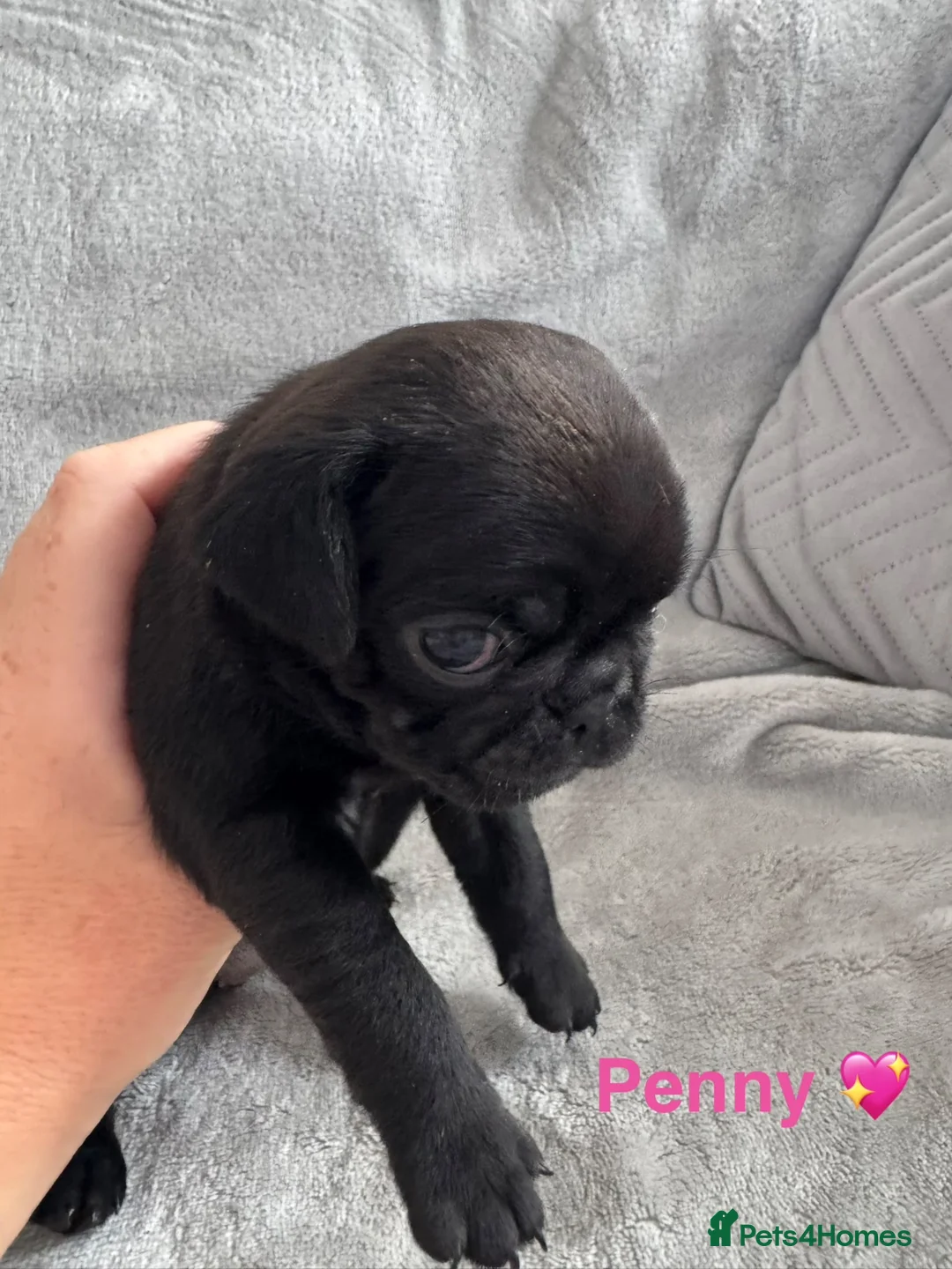 Pug dogs for sale: Beautiful KC Registered Pug Puppies available now! - Advert 2