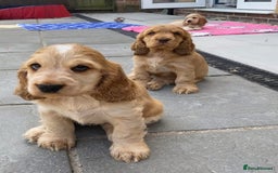 Cocker Spaniel dogs for sale: Waiting list open! KC reg Cocker Spaniel pups - Image 16